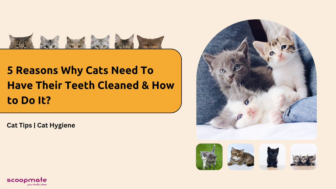 5 Reasons Why Cats Need To Have Their Teeth Cleaned & How to Do it
