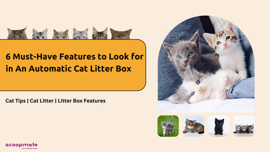6 Must-Have Features to Look for in An Automatic Cat Litter Box