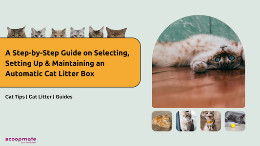 A Step-by-Step Guide on Selecting, Setting Up & Maintaining an Automatic Cat Litter Box