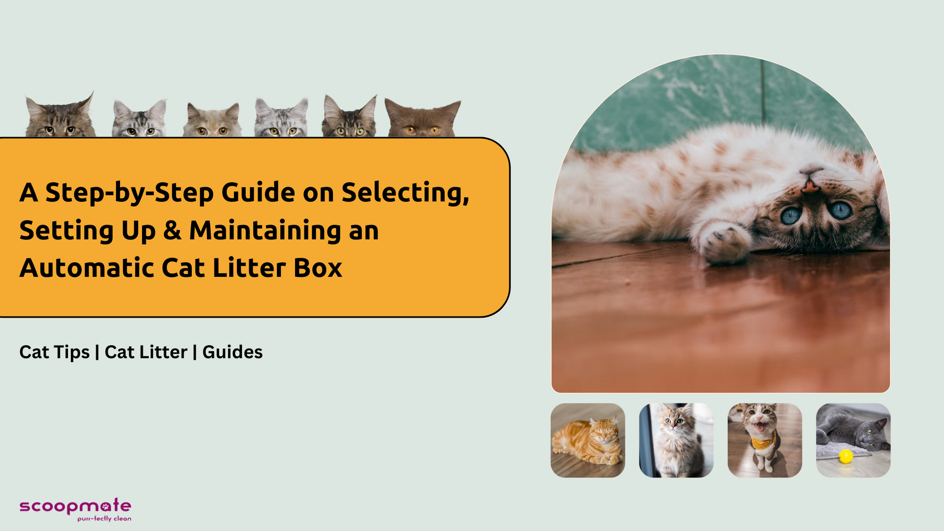Cat litter box with steps shop