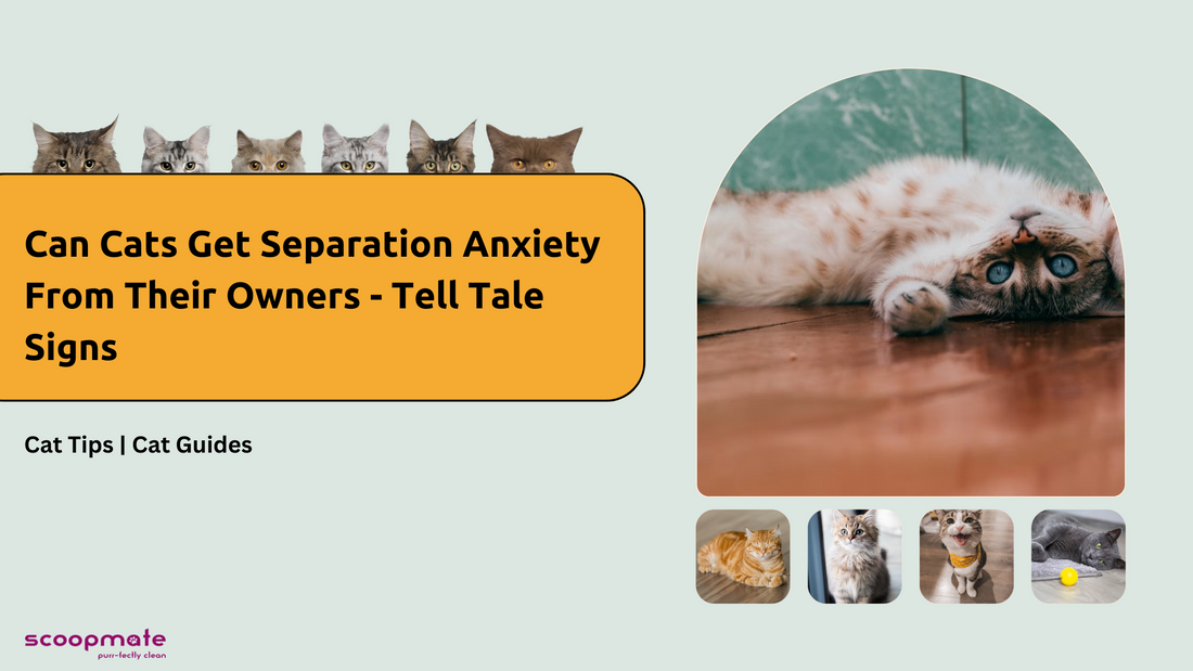 Can Cats Get Separation Anxiety From Their Owners - Tell Tale Signs