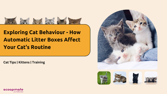 Exploring Cat Behaviour - How Automatic Litter Boxes Affect Your Cat's Routine