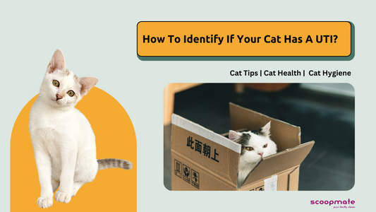 How To Identify If Your Cat Has A UTI?