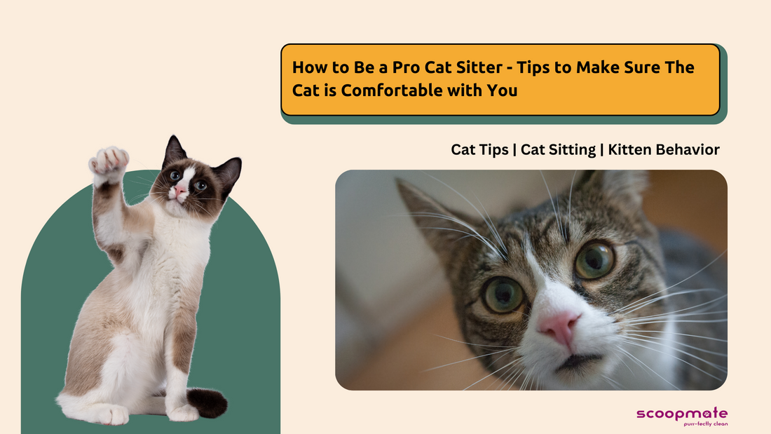 How to Be a Pro Cat Sitter - Tips to Make Sure The Cat is Comfortable with You