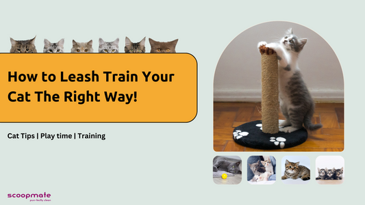 How to Leash Train Your Cat The Right Way!