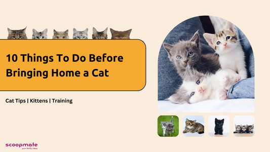 10 Things to Do Before Bringing Home a Feline Friend