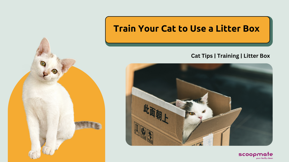 6 Easy Steps to Train Your Cat to Use a Litter Box