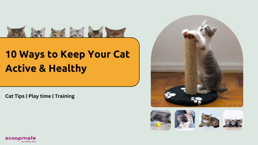 10 Ways to Keep Your Cat Active and Healthy