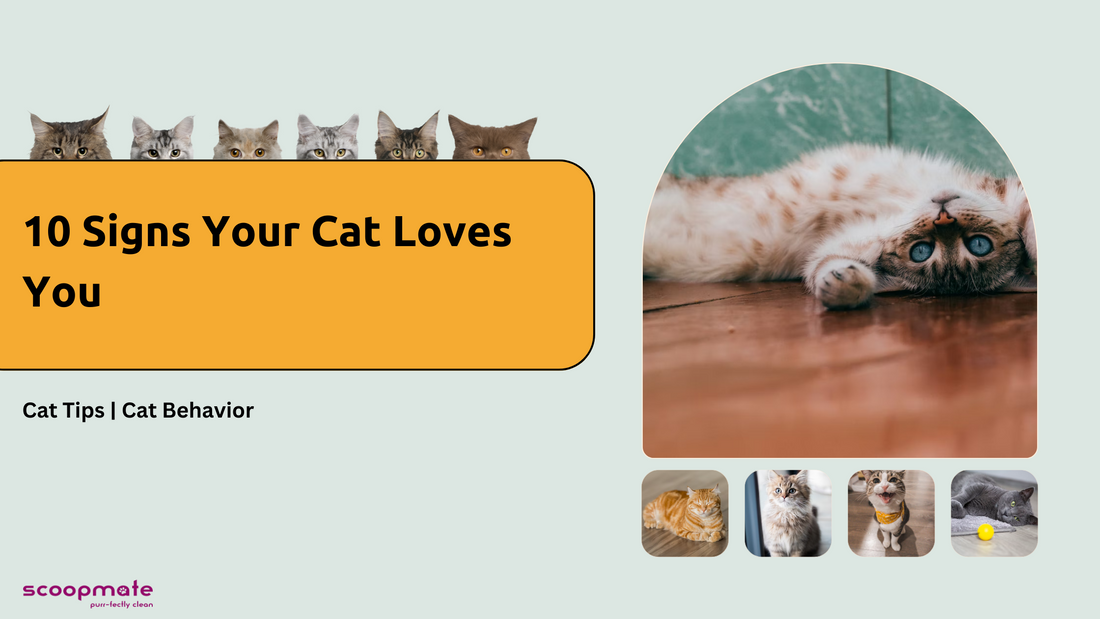 Tell Tale Signs Your Cat Loves You